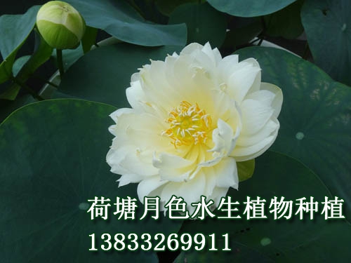 白牡丹
荷花种植|91视频APP下载站|荷花种子|91视频九色苗|黄页91视频免费下载苗|浮岛||荷花种藕_91视频H下载水生植物种植基地