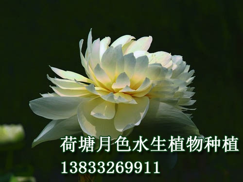 友谊牡丹莲
荷花种植|91视频APP下载站|荷花种子|91视频九色苗|黄页91视频免费下载苗|浮岛||荷花种藕_91视频H下载水生植物种植基地