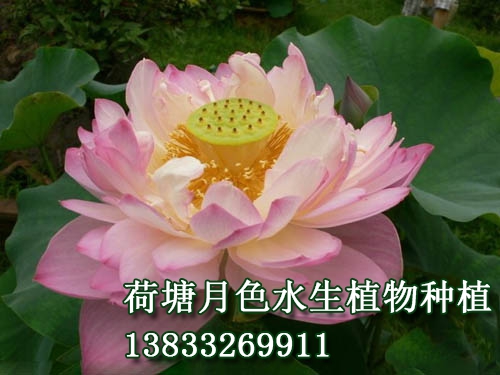 桃花扇