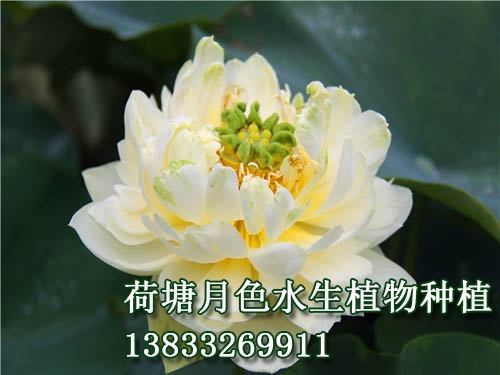 嵊县碧莲
水生植物种植,荷花种植,91视频APP下载站,荷花种子,91视频九色苗,黄页91视频免费下载苗,荷花种藕，白洋淀91视频APP下载站，野生91视频APP下载站，古代莲