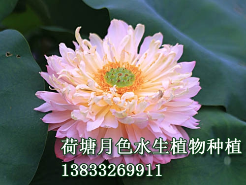 粉领
水生植物种植,荷花种植,91视频APP下载站,荷花种子,91视频九色苗,黄页91视频免费下载苗,荷花种藕，白洋淀91视频APP下载站，野生91视频APP下载站，古代莲