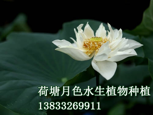 白芍药
水生植物种植,荷花种植,91视频APP下载站,荷花种子,91视频九色苗,黄页91视频免费下载苗,荷花种藕，白洋淀91视频APP下载站，野生91视频APP下载站，古代莲