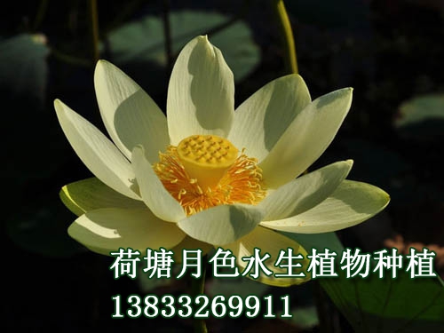 美洲黄莲
水生植物种植,荷花种植,91视频APP下载站,荷花种子,91视频九色苗,黄页91视频免费下载苗,荷花种藕，白洋淀91视频APP下载站，野生91视频APP下载站，古代莲